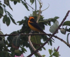 Icterus auricapillus