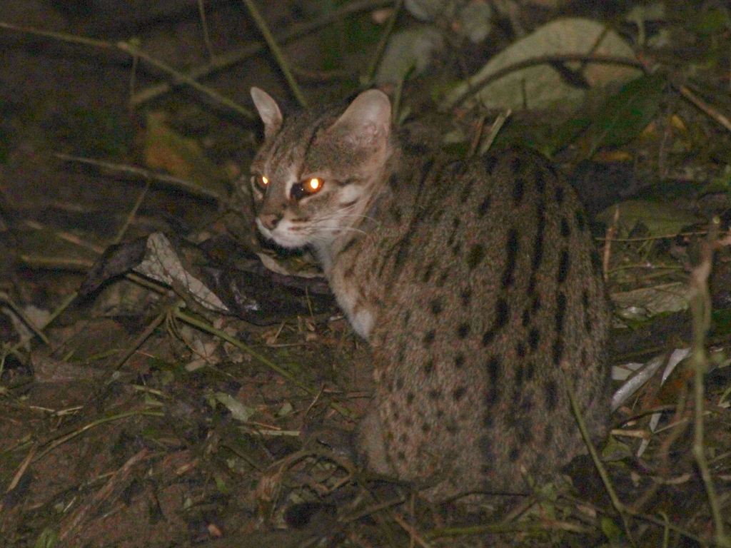 Kucing Hutan (Mammals of IPB University) · iNaturalist