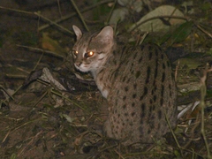 Prionailurus javanensis javanensis