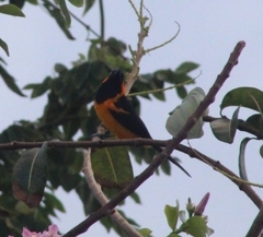 Icterus auricapillus