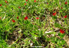 Lotus tetragonolobus