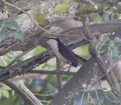 Campylorhynchus griseus