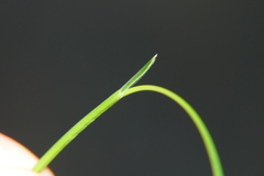 Sesleria