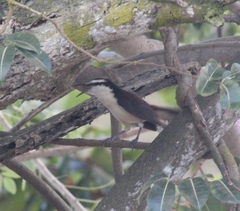Campylorhynchus griseus