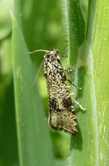 Syricoris lacunana