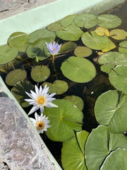Nymphaea