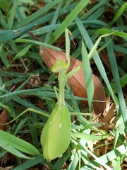 Pseudoxyops