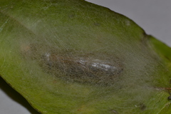 Chrysodeixis chalcites