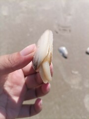 Amarilladesma mactroides