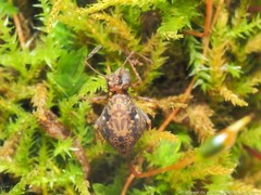 Ptenothrix renateae