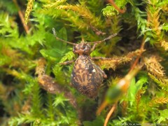 Ptenothrix renateae