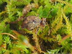 Ptenothrix renateae