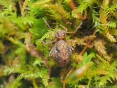 Ptenothrix renateae