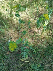 Bupleurum rotundifolium