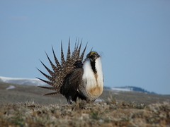 Centrocercus urophasianus