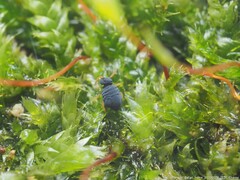 Sminthurinus atrapallidus