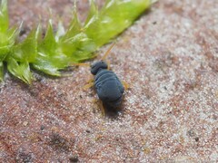 Sminthurinus atrapallidus