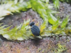 Sminthurinus atrapallidus