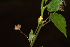 Abutilon viscosum