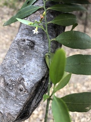 Vallesia glabra