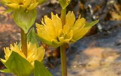 Gentiana × marcailhouana
