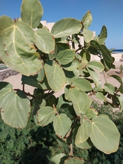 Ficus sycomorus