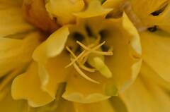Gentiana × marcailhouana