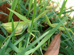 Pseudoxyops