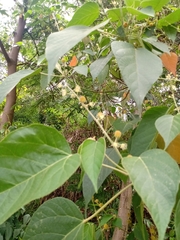 Croton urucurana