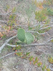 Opuntia cochenillifera