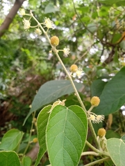 Croton urucurana