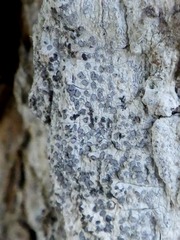 Lecanographa lyncea