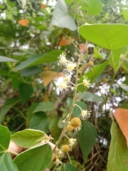 Croton urucurana