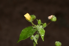 Abutilon viscosum