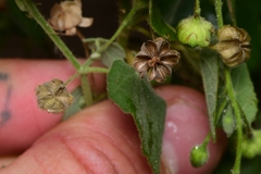 Abutilon viscosum