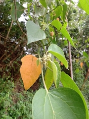 Croton urucurana
