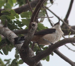 Campylorhynchus griseus