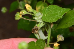 Abutilon viscosum
