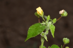 Abutilon viscosum