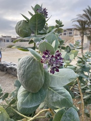 Calotropis