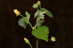 Abutilon viscosum