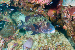 Plectorhinchus chaetodonoides