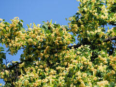 Tilia cordata