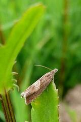 Dichrorampha acuminatana