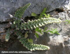 Asplenium ceterach