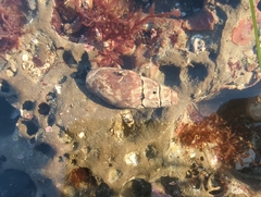 Atrimitra idae