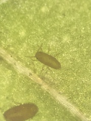 Aphidomorpha