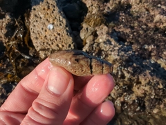 Atrimitra idae