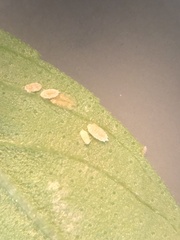 Aphidomorpha