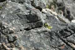 Teedia lucida